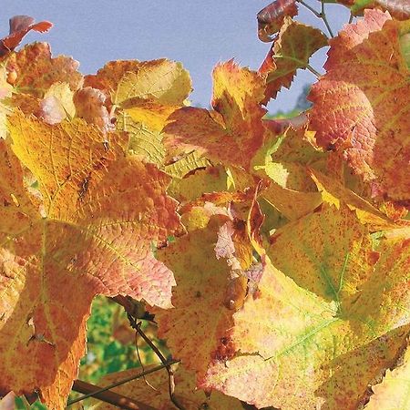 ドゥルバッハWeingut Alfred Huberアパートメント エクステリア 写真