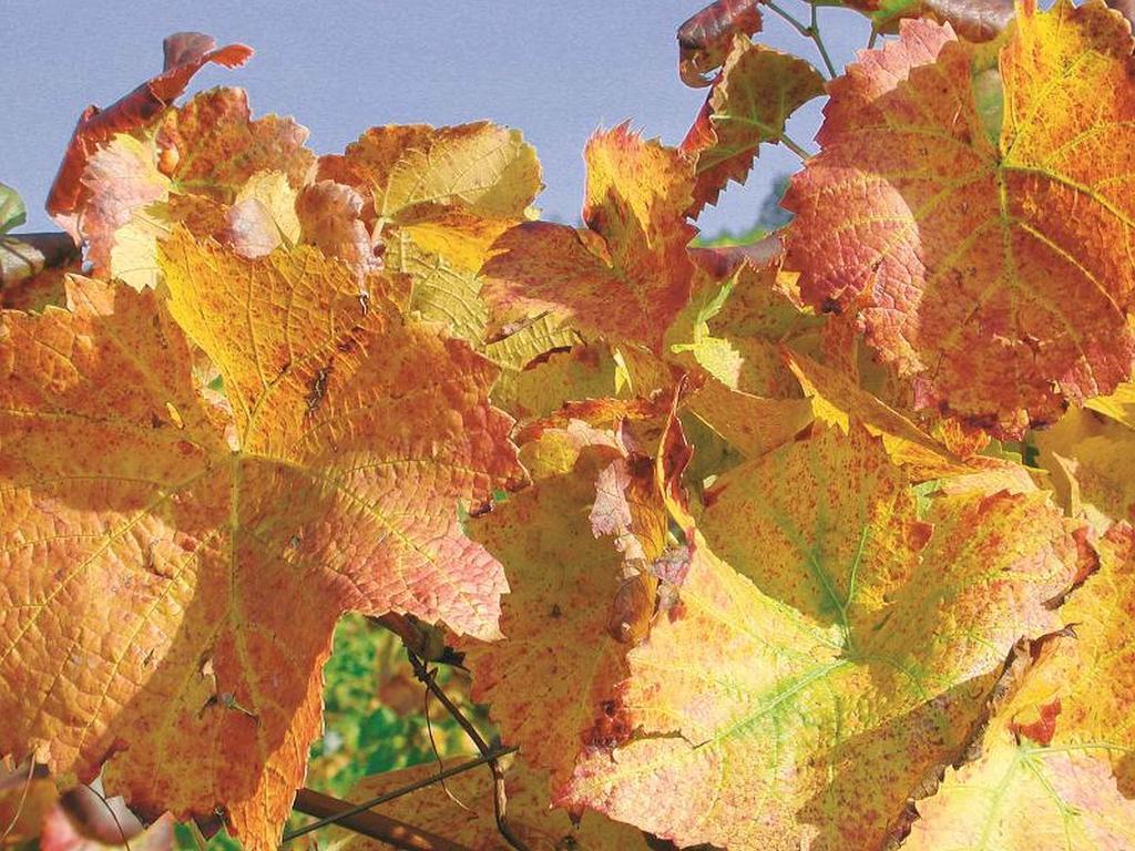 ドゥルバッハWeingut Alfred Huberアパートメント エクステリア 写真